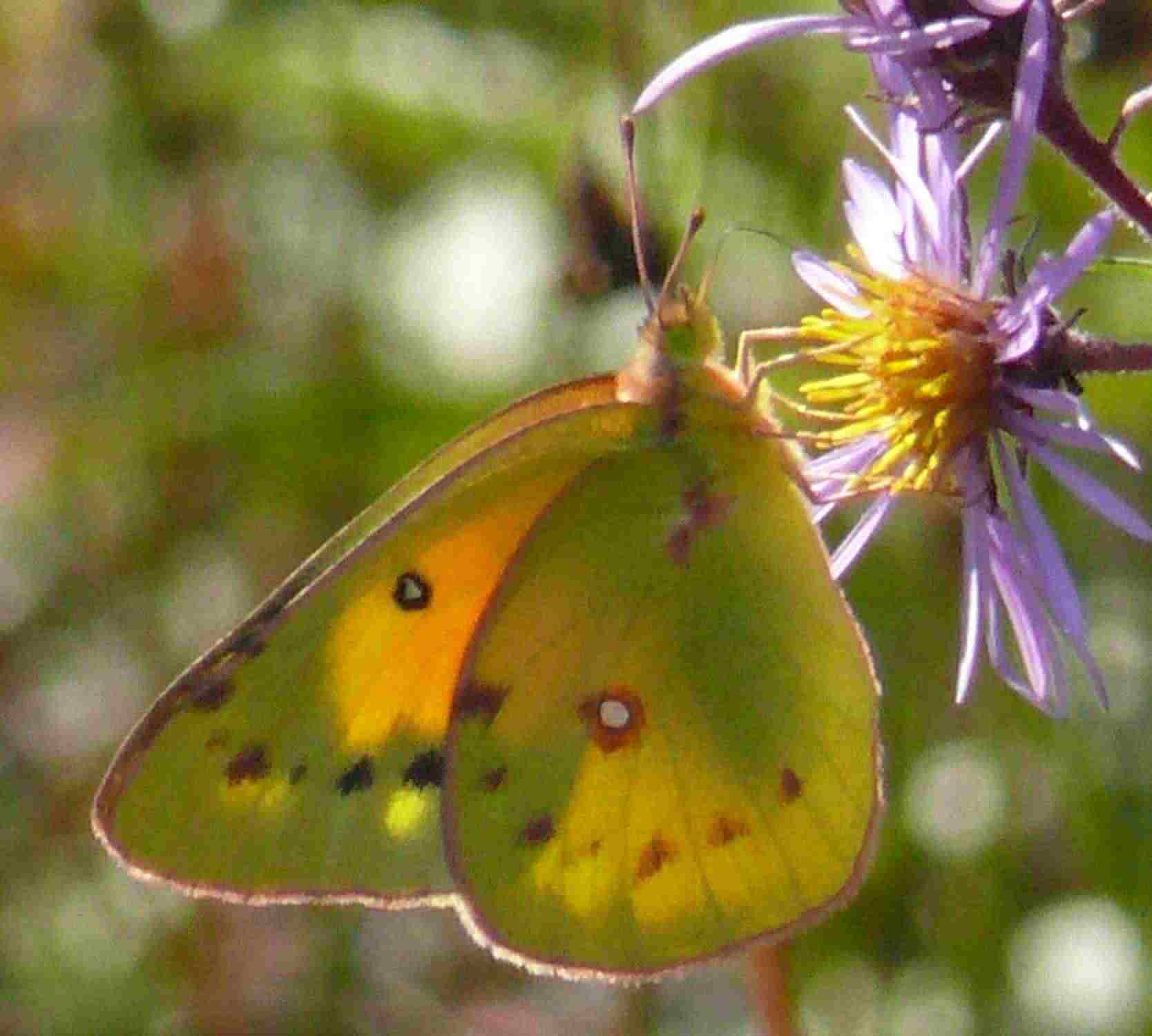 Colias eurytheme Colias eurytheme